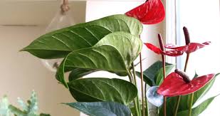 10 Perfect Air Purifying Indoor Plants