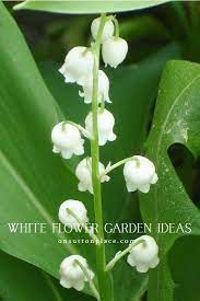 Blue White Flower Garden Ideas On