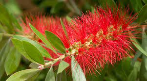 Native Plants For Sydney Gardens