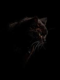Black Cat Wallpaper Images Free