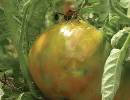 Sucking Insect Pests In Tomatoes