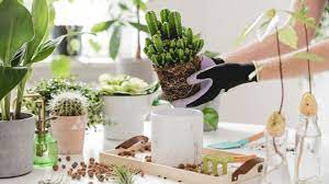 Indoor Plants To Herb Gardens