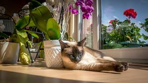 22 Cat Friendly Plants Beautiful And