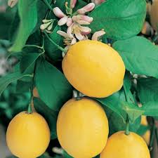 Dwarf Lemon Meyer