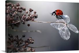 Ladybird On Hydrangea Wall Art Canvas