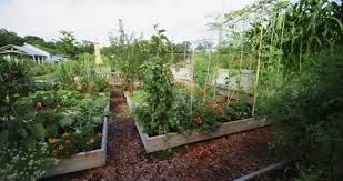 Vegetable Garden Stock Footage