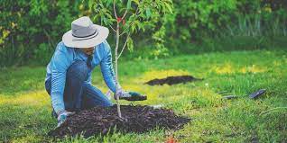 Tree Planting Organizations