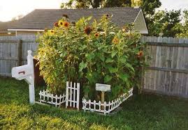 35 Beautiful Sunflower Garden Ideas To