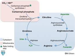 Protein And Ammonia Metabolism Urea