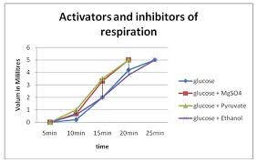 Anaerobic Respiration Lab Report