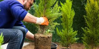 Best Ontario Trees To Plant In Backyard