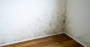 Mould What Is It And How Can We Safely