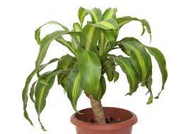 10 Household Plants That Are Dangerous