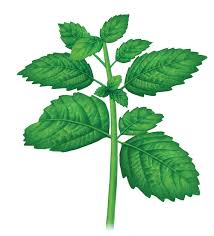 Ilration Of Mint Plant With A Stem