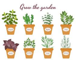 Potted Herbs Vectors Ilrations