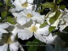 Photo Of The Bloom Of Clematis Toki
