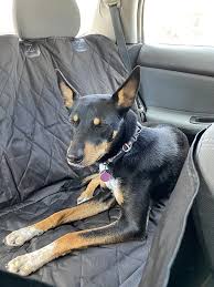 Barks Bar Dog Seat Cover Taking A Dog