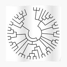 Phylogenetic Tree Wall Art For