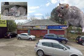Cat Sized Rats Terrorising Residents