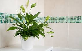 Indoor Plants To Reduce Condensation