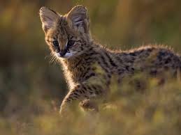 Ten Amazing Small Wild Cats Science