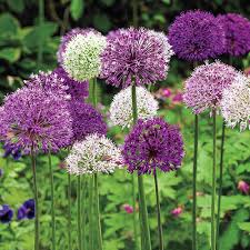 Best Plants For Hardiness Zone 6