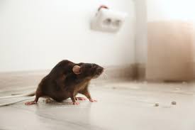 Diy Tips To Eliminate Rats In Your