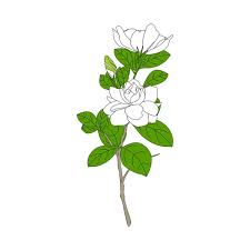 White Gardenia Jasminoides Or Cape