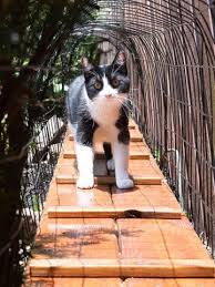 How To Build An Outdoor Cat Tunnel