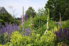 How And Why To Grow A Native Plant Garden