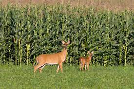 Electric Fence For Deer Elk Fencing