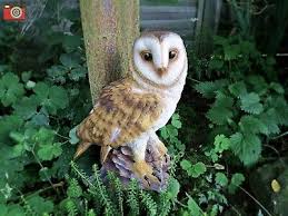 Life Size Barn Owl Lovely Ultra