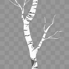 Birch Tree Clipart Images Free