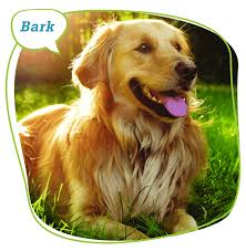 Quality Pet Food Supplies Grooming
