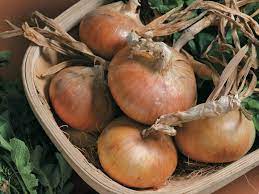 Best Expert Advice On Growing Onions