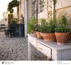 Small Urban Herb Garden On A Table In A