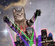 laser cat gifs tenor