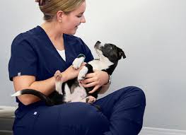 Chewy Vet Care Careers