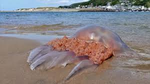 Monster Jellyfish Washes Up On Uk Beach