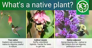 Growing Native Plants Not As Simple As