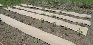 Weed Proofing A Vegetable Garden 2025