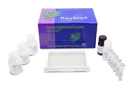 rat bdnf elisa kit raybiotech