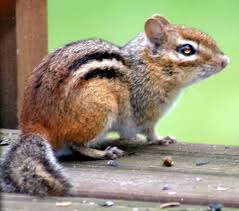 Chipmunk Sounds How To Identify A