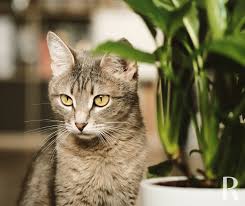 Non Toxic Indoor Plants For Those With Pets
