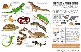 Pet Reptiles And Amphibians Icon Set
