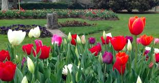 Bowral Tulip Festival 2023 What S On