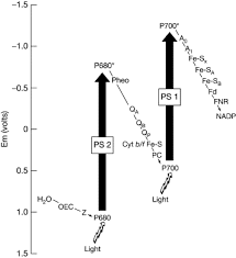 Photosystem An Overview