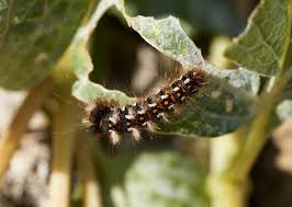 Toxic Caterpillars Invading Uk