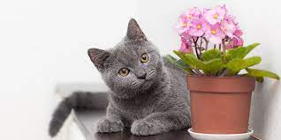 Pet Friendly Houseplants To Get In 2021