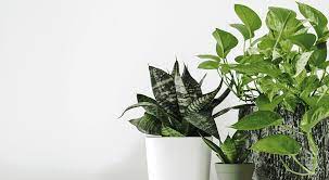 6 Houseplants That Thrive In Low Light
